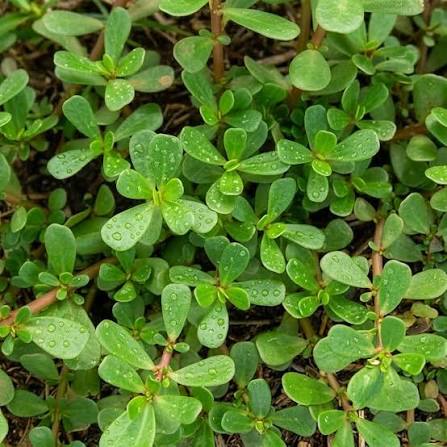 Purslane wild Green organic